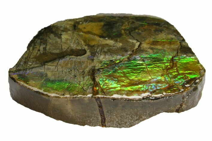 Iridescent Ammolite (Fossil Ammonite Shell) - Alberta, Canada #147427